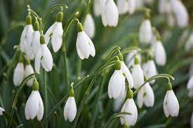 Snowdrop Flower Toxicity Best Flower Wallpaper