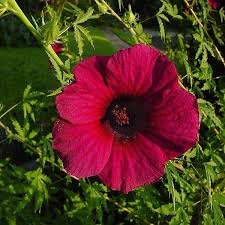 Image result for Hibiscus cannabinus