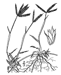 Image result for Dactyloctenium aegyptium