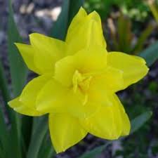 Maybe you would like to learn more about one of these? Photo Of Double Daffodil Narcissus Golden Ducat Untitled Garden Org