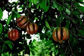 Image result for Garcinia punctata
