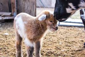 I've given you the knowledge, products and resources to help you succeed and to save cold baby goat kids. How To Care For Baby Goats