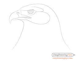 How To Draw An Eagle Head Step By Step - Easydrawingtips Eagle Painting Eagle Drawing Drawings