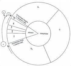 Cell Cycle Pie Chart Diagram Quizlet