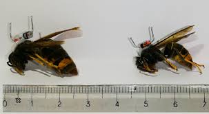 Avispa asiática, vespa velutina todo lo relacionado con esta avispa depredadora de abejas. Investigadores Portugueses Querem Controlar Vespa Asiatica Com Colocacao De Chip