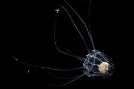 Image result for Aneilema nicholsonii