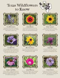 Wildflower Guide Phil Hardberger Park Conservancy
