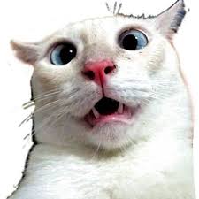 Funny cross eyed cat" Sticker by Melike-Bon | Redbubble