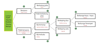 Isolat 4 isolat 2b mempunyai bentuk koloni bulat, tepian koloni bercabang, dan permukaan koloni datar. Cara Membuat Kunci Determinasi Atau Kunci Dikotom Dengan Mudah Yuk Belajar