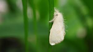 Aleurode Lutter Contre Cette Mouche Tres Nuisible Cote Maison