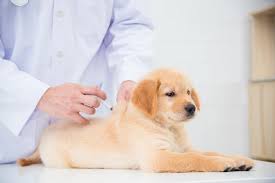 The first thing you need to know is where to give the shot. Rabies Vaccine For Dogs Great Pet Care