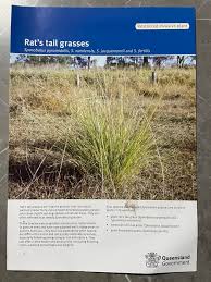 Image result for Sporobolus natalensis