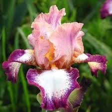 Epingle Sur Jardinage