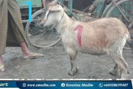 Ternyata, berkurban diwajibkan bagi orang muslim yang sudah memenuhi syarat berkurban ini, lo! Galeri Kambing 2018 Qurbanmudah Com