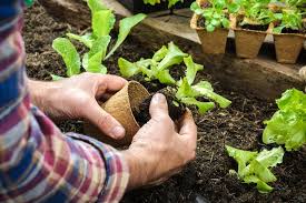 Oleh karena itulah ia memutuskan bercocok tanam cabai di atap rumah miliknya. Memetik Laba Dari Tren Berkebun Di Rumah Halaman All Kompas Com