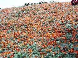 Image result for Lotus namulensis