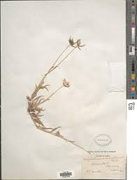 Image result for Danthoniopsis dinteri