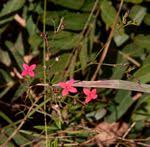 Image result for Cordylostigma virgatum