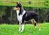 Puppy Rough Collie