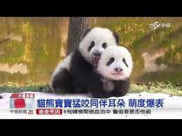 giant panda qing xiao 貓熊寶寶猛咬同伴耳朵萌度爆表 中視新聞20161025 youtube panda bear panda giant panda