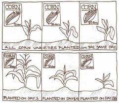 At planting time, fertilize in bands on both sides of the seed row, 2 inches from seed in the furrow, and an inch deeper more tips on how to grow sweet corn. Corn Growing Getting Started Garden Org