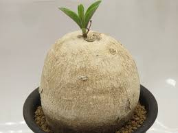 Image result for Raphionacme madiensis