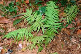 Image result for Christella hispidula