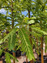 Image result for Tipuana