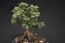 Cara Sukses Memperbesar Batang Tanaman Bonsai Pertanianku