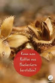 Bucheckern Essen Inhaltstoffe Rezepte Plantura Essen Garten Kuche Rezepte