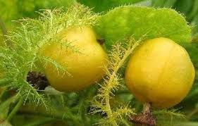 Savor the food, travel exotic places and experience the culture of the philippines. Fruit