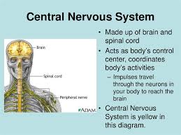 The central nervous system is composed of the brain and the spinal cord. The Nervous System Prezentaciya Onlajn