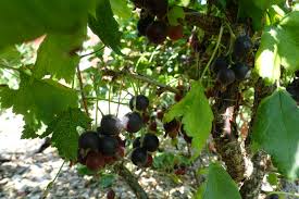 Image result for jostaberry