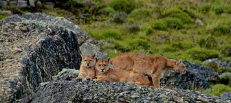 Pumas cu unam, also known as pumas dorados, pumas, or universidad is the varsity american football team representing the national autonomous university of mexico (spanish: Patagonia Puma Tracking Tour Photo Safari With Pumas In Patagonia