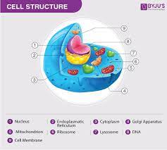 Special structures in plant cells. Cell Structure And Function Class 8 Chapter 8 Notes Mcqs On Cell Structure And Function