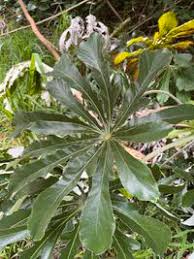 Image result for Cecropia pachystachya