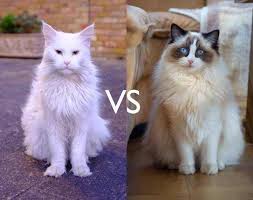 Navigate to the first search result item. Maine Coon Ragdoll Or Maine Coon Ragdoll Mix Pets Kb