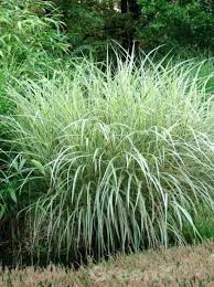 Miscanthus Sinensis Variegatus Weissbuntes Chinaschilf Winterharte Pflanzen Garten Chinaschilf Garten Pflanzen