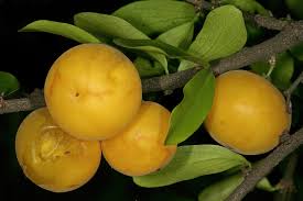 Image result for Dovyalis afra