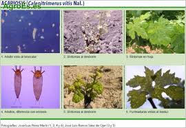 Image result for Calepitrimerus vitis