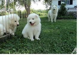 Find samoyed puppies for sale and dogs for adoption. Sddw Samoyed Puppies For Sale In Fremont California Classified Americanlisted Com