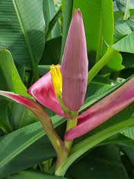 Image result for Musa sp. (Ornamental bananas)