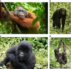 Future coexistence with great apes will require major changes to policy and  practice | Nature Human Behaviour