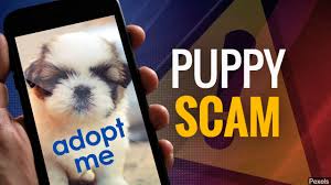 Whatever you decide to name your puppy, make sure you like it, because you sure are have any questions about golden retriever puppies? Bbb Issues Alert About Online Puppy Scams 41nbc News Wmgt Dt