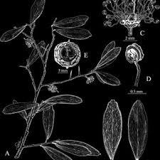 Image result for Octolepis decalepis