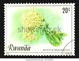 Image result for Pavetta rwandensis