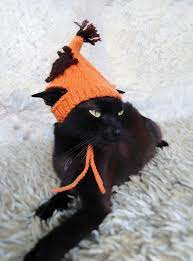 Pin On Cats In Hats