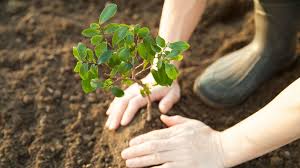 The typical advice about planting containerized or balled and burlapped trees is to disturb the roots as little as possible and plunk it in a very wide but not too deep hole. Planting Trees Doesn T Always Help With Climate Change Bbc Future