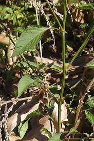 Image result for Celosia trigyna