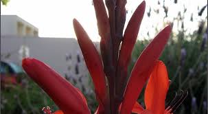 Image result for Watsonia